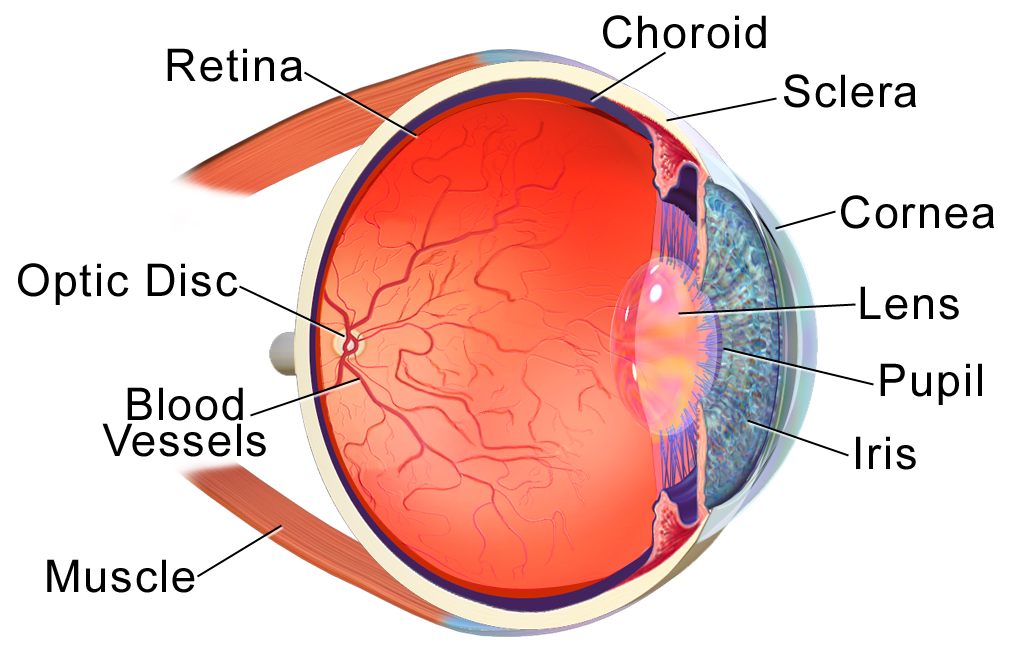 Eye Anatomy