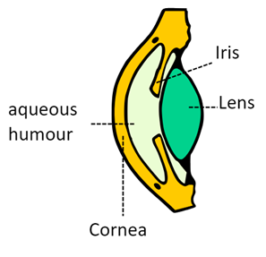 Iris and Pupil