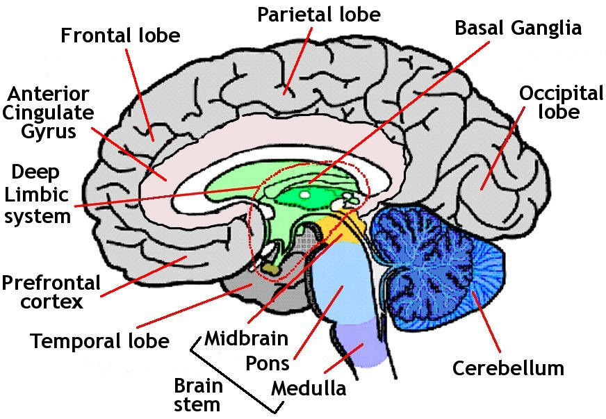 Brain anatomy diagram showing brainstem