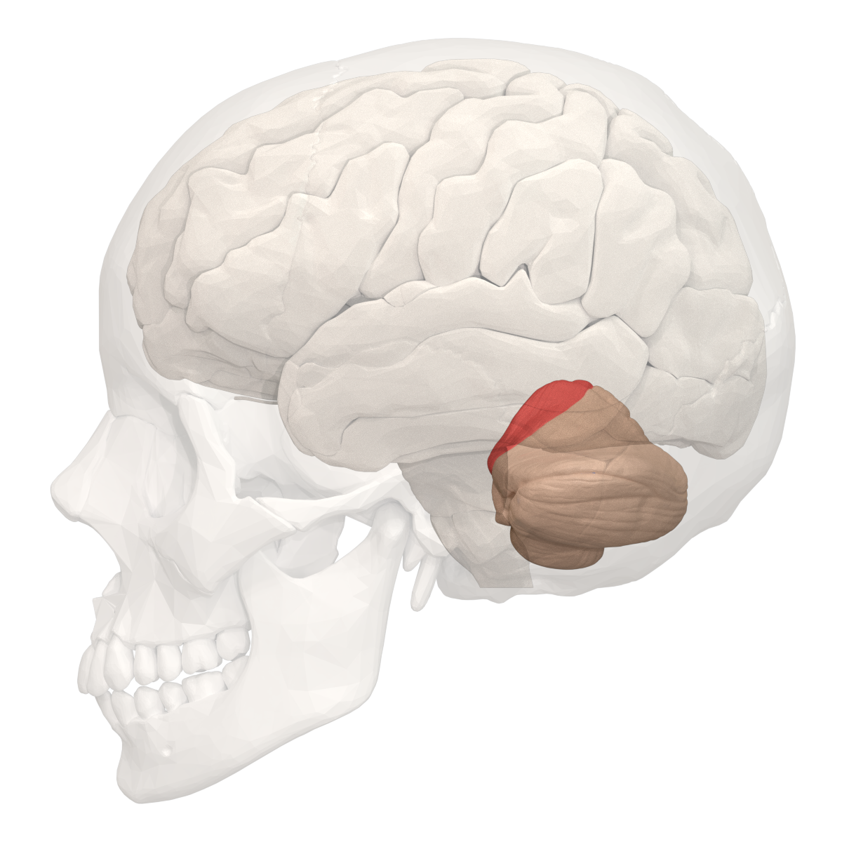 Cerebellum diagram