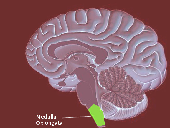 Medulla oblongata diagram