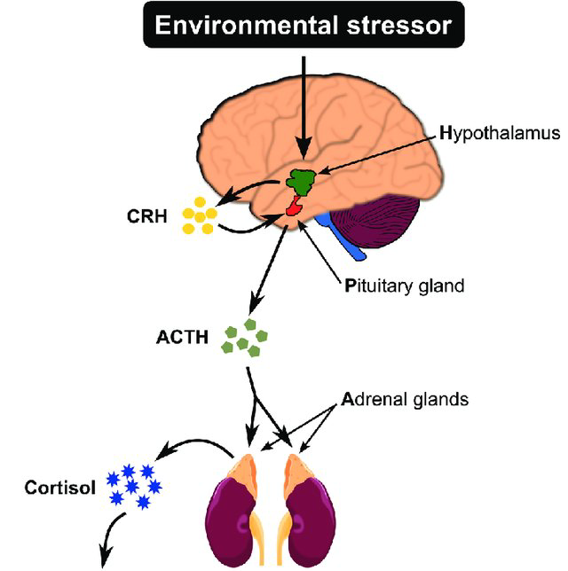 HPA Axis