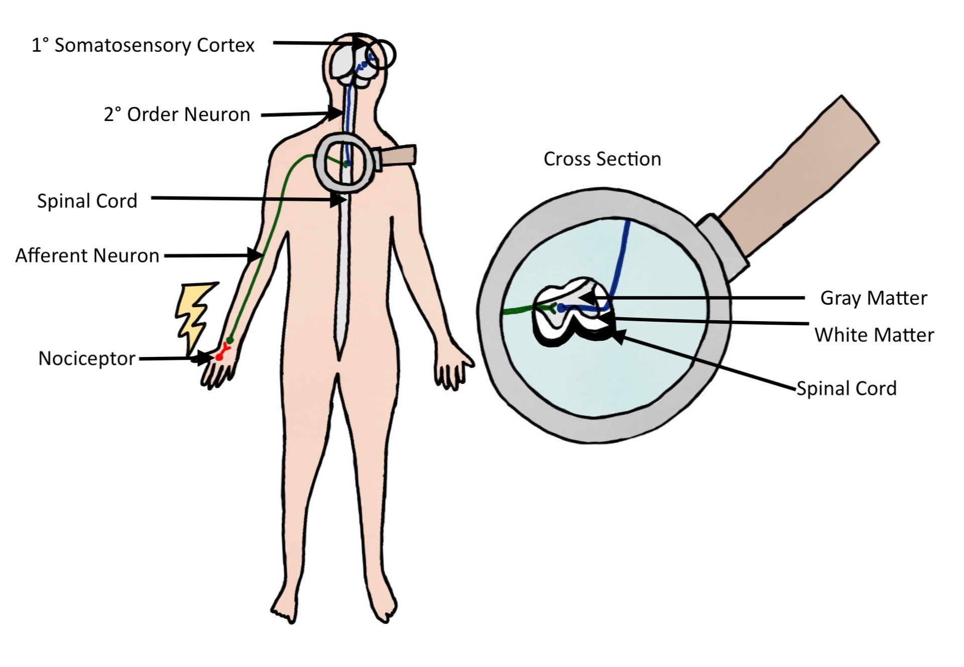 Nociception Illustration