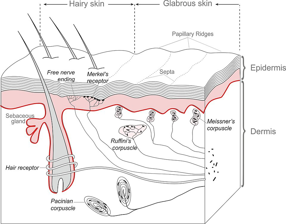 Skin Proprioception