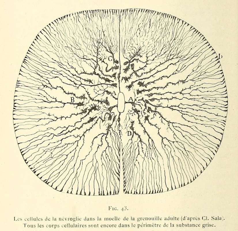 Spinal Nerves Banner