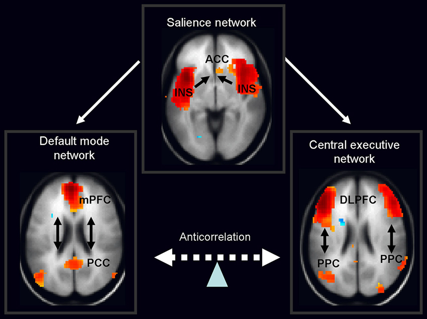 Triple Network Model